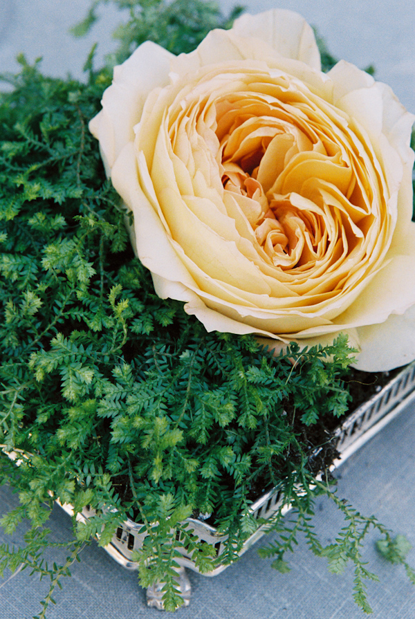 ivory rose with greens wedding photo by Yvette Roman Photography